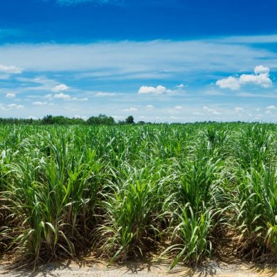 Sugarcane field in blue sky and white cloud in Thailand